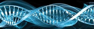 DNA a Internet Viva DNA a Internet Viva